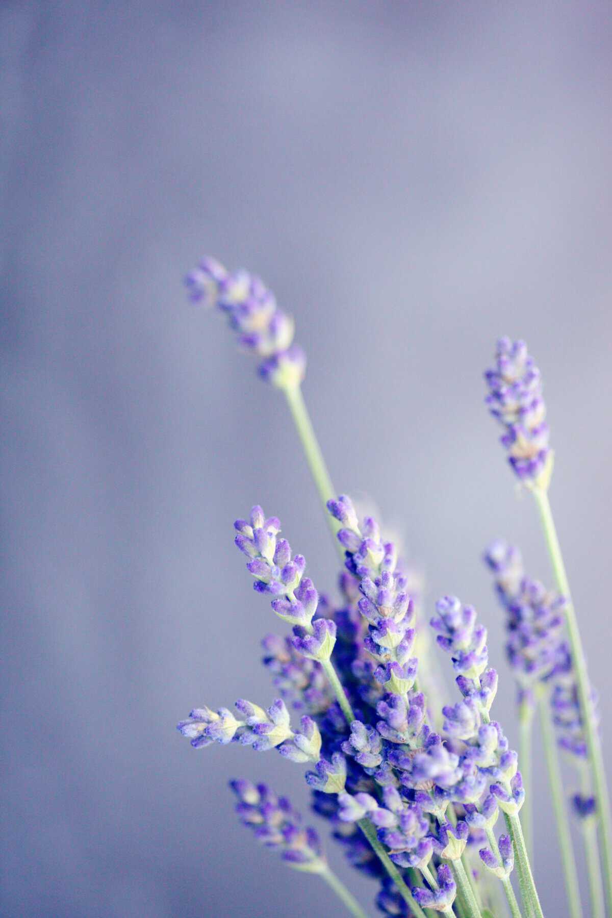 Lovely Lavender - April color of the month